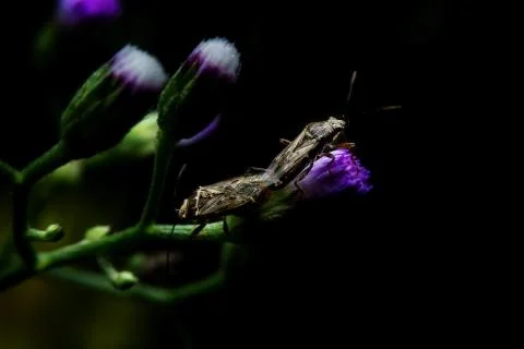 Insects mating on flowers Stock Photos