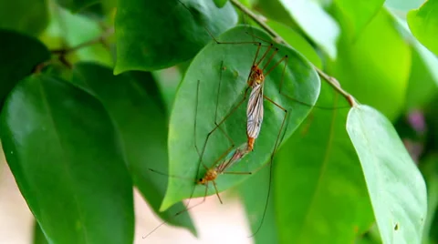 Insects mating Vídeo Stock 27845230