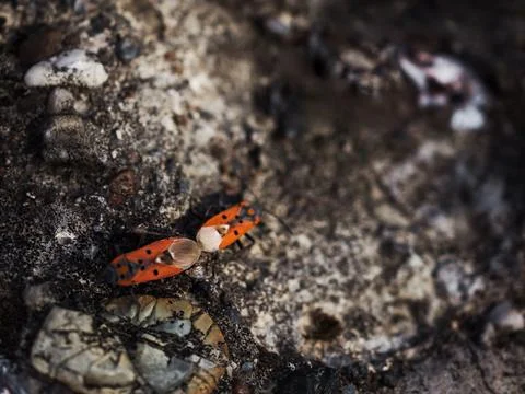 Insects mating on gray stone Foto stock