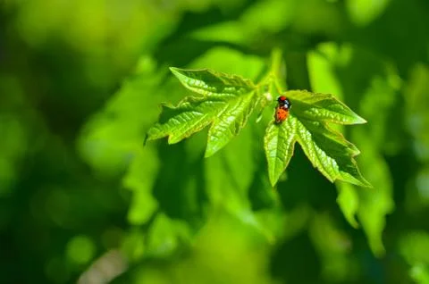 Insects mating. Ladybug mating on green leaf Stock Photos