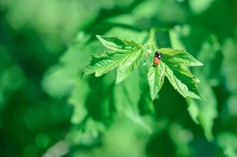 Insects mating. Ladybug mating on green leaf Stock Photos