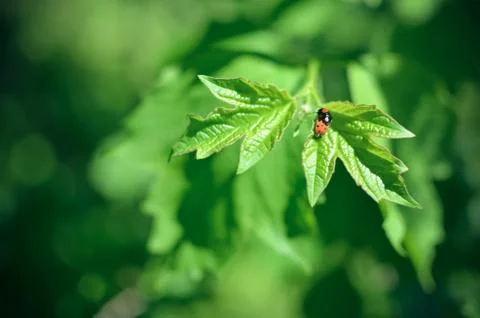 Insects mating. Ladybug mating on green leaf Foto stock