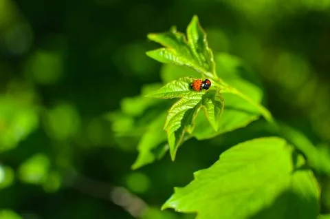 Insects mating. Ladybug mating on green leaf Stock Photos