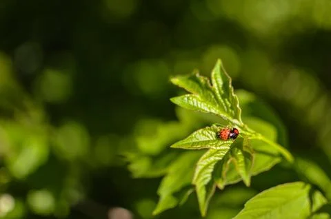 Insects mating. Ladybug mating on green leaf Stock Photos