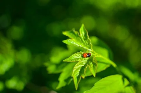 Insects mating. Ladybug mating on green leaf Foto stock