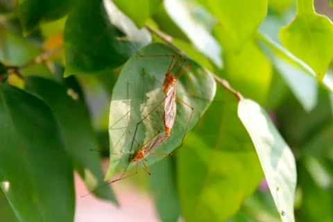 Insects mating Stock Photos