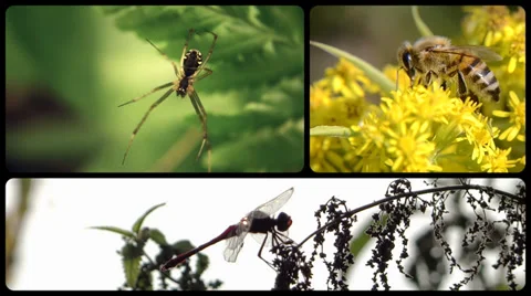 Insects, montage 库存影片 33716449