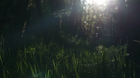 Insects in a moody spring forest 4k 25fps video Stockbeeldmateriaal 275237939