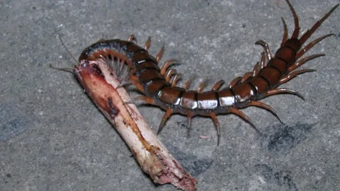 Insects, Mother Nature, Centipede and an... | Stock Video | Pond5