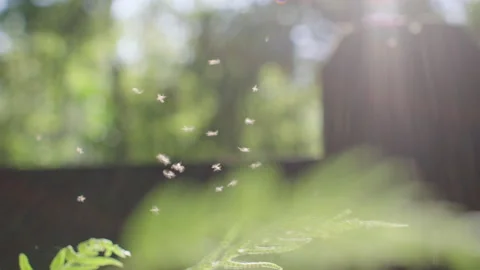 Insects Moths Flying with backlight, Australia, QLD, Gondwana, Wollumbin Stock Footage 236513375