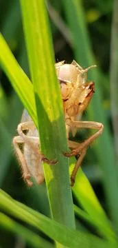 Insect's moult Stock Photos