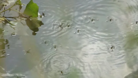 Insects move chaotically on the surface of the water Stock Footage 108496301