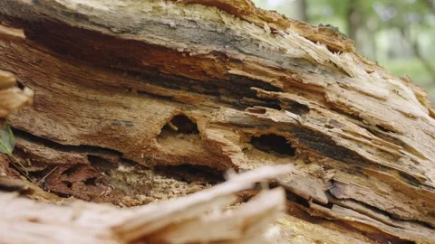 Insects moving around inside a fallen limb. Stock Footage 279104620
