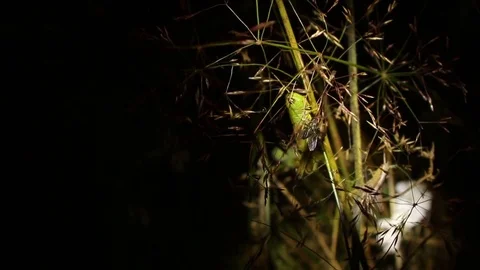 Insects moving on blades of grass blown by wind Stock Footage 83053946