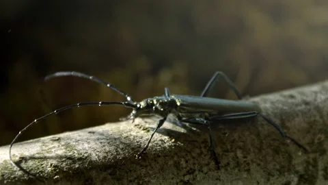 Insects moving on branches in Bavarian Forest National Park Stock Footage 325639478