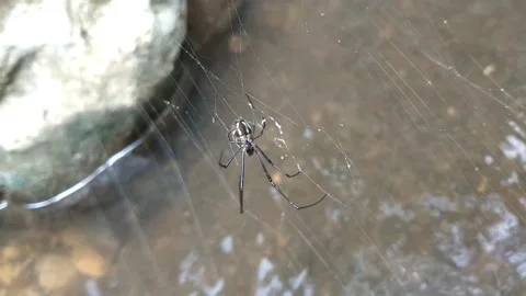 Insects on Muddy Ground Vídeo Stock 332470435