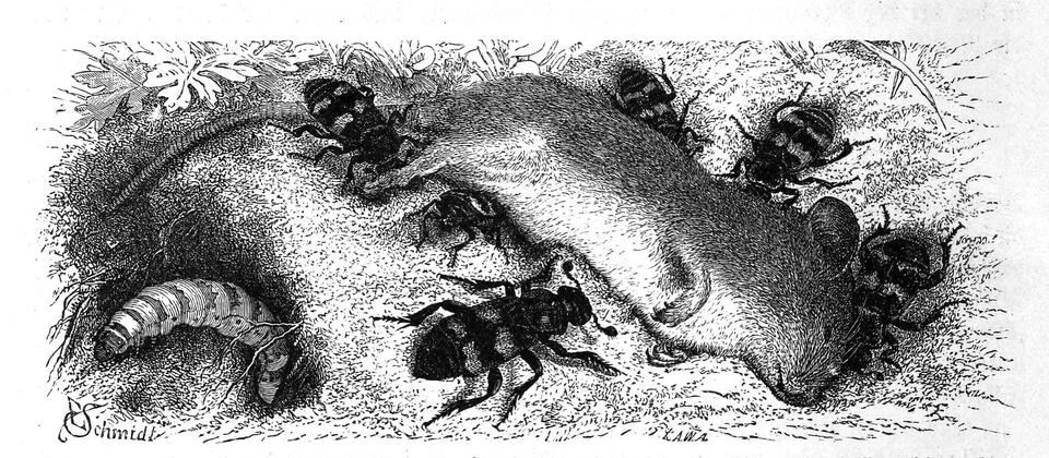 Insects Native Gravedigger together with larva of Common Gravedigger 스톡 일러스트