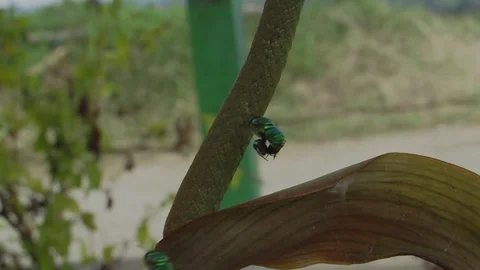 Insects nature bees Stock Footage 93440395