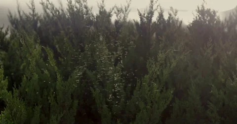 Insects in Nature Stock Footage 41475759