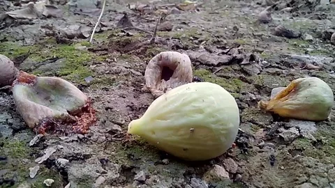 Insects in nature Stock Footage 96085710