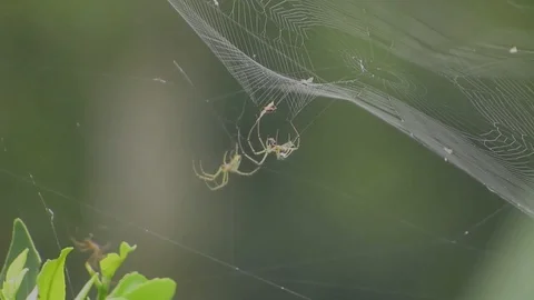 Insects nature weavers Stock Footage 93440400