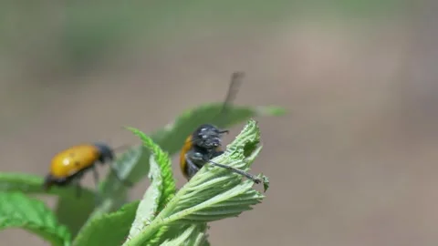 Insects often found on fresh green leaves are perfect subjects for macro nature Stock-Footage 311700665