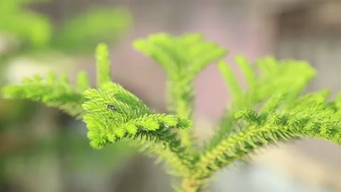 Insects or bee on Rainy green leaves and plants. Stock Footage 154851904