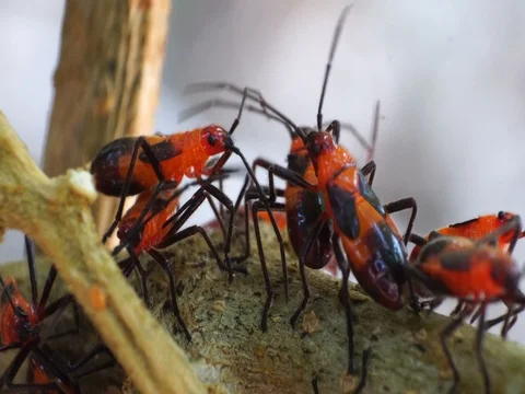 Insects of the order Hemiptera Stock Footage 74182415