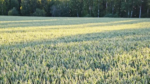 Insects over wheat field Stock Footage 95102037