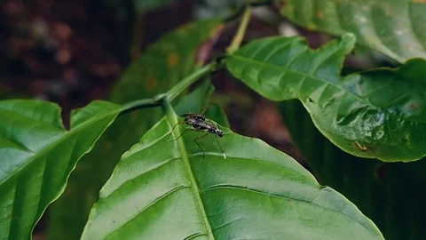 Insects pairing on the coffee leaf. Video stock 122148899