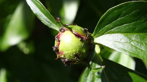 Insects on Peony buds Video stock 57625482