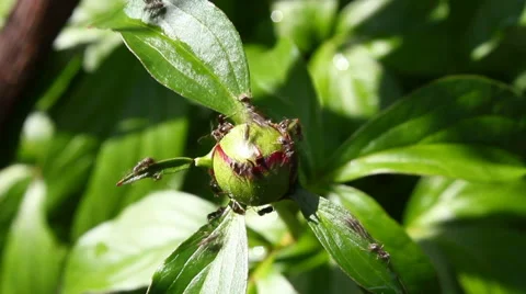 Insects on Peony buds Stock Footage 57625646