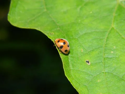 Insects perched on leaves Stock Photos
