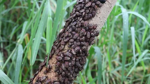 Insects perching on tree closeup Stock Footage 140370491