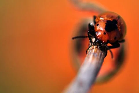 Insects Stock Photos