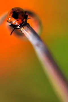 Insects Stock Photos