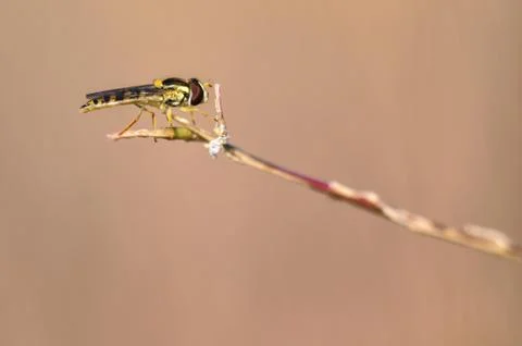 Insects Stock Photos