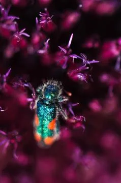 Insects Stock Photos