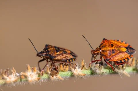 Insects Stock Photos
