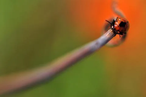 Insects Stock Photos