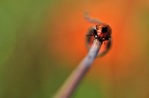 Insects Stock Photos