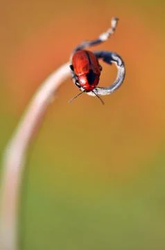 Insects Stock Photos