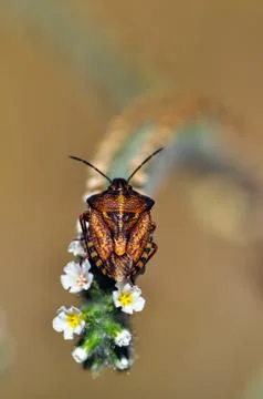 Insects Stock Photos