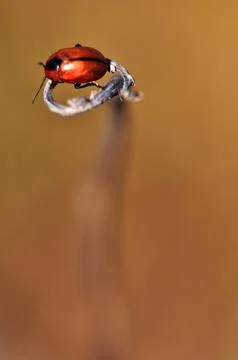 Insects Stock Photos