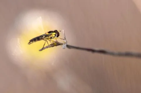 Insects Stock Photos