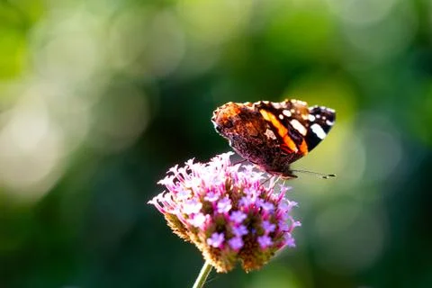 Insects Stock Photos