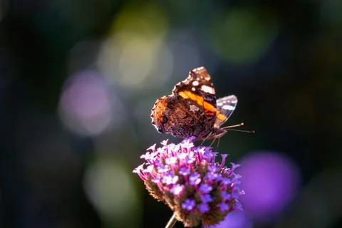 Insects Stock Photos