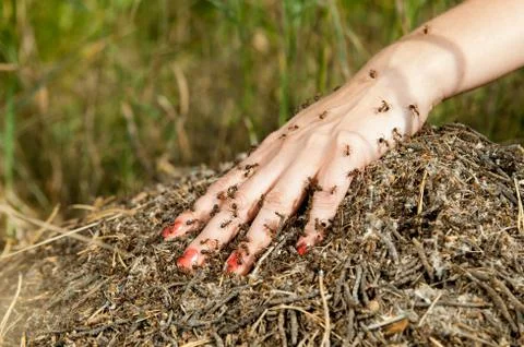 Insects Stock Photos