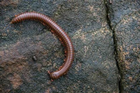 Insects  Stock Photos