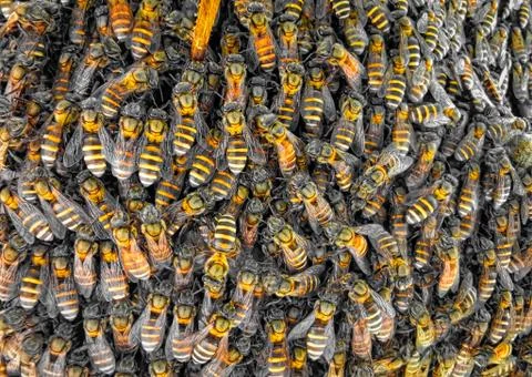 Insects Stock Photos
